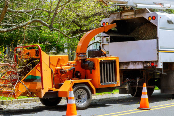 Best Leaf Removal  in USA